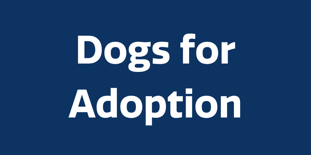 dogs-for-adoption