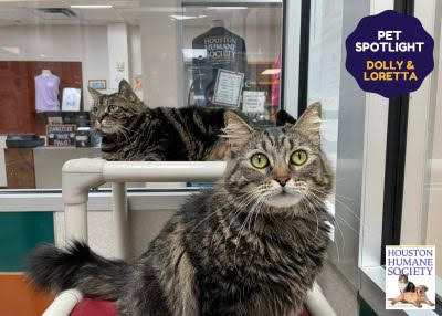 Houston Humane Society | Dolly and Loretta