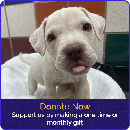 donate-now