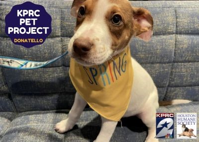 Houston Humane Society | Donatello
