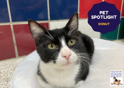 Houston Humane Society | Donut