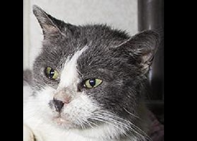 Houston Humane Society | Dory