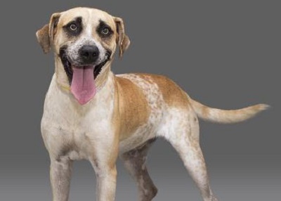 Houston Humane Society | Dot