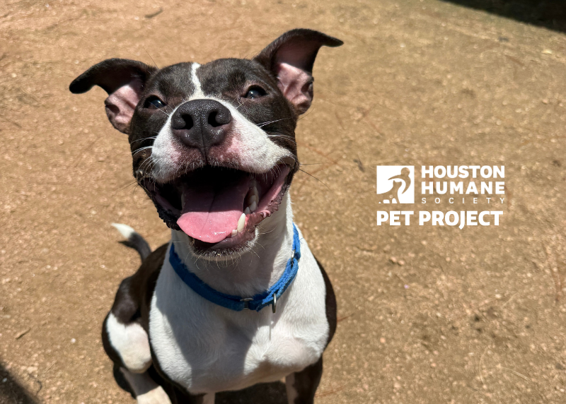 Houston Humane Society | Dream