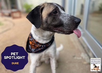 Houston Humane Society | Duke