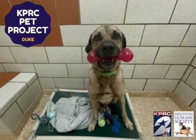 Houston Humane Society | Duke