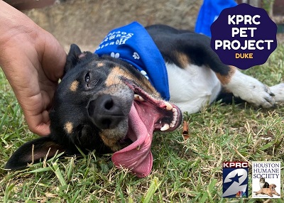 Houston Humane Society | Duke