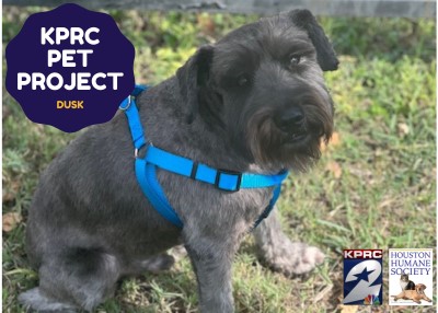 Houston Humane Society | Dusk
