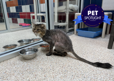 Houston Humane Society | Dusty