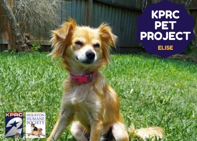 Houston Humane Society | Elise