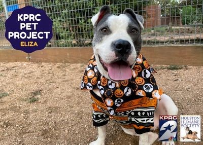 Houston Humane Society | Eliza