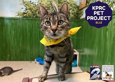 Houston Humane Society | Elle