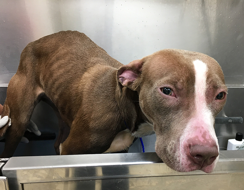 emaciated-pitbull-seized-on-may-2-gets-a-medicate