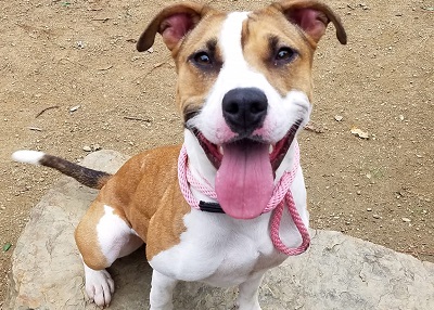 Houston Humane Society | Emilla