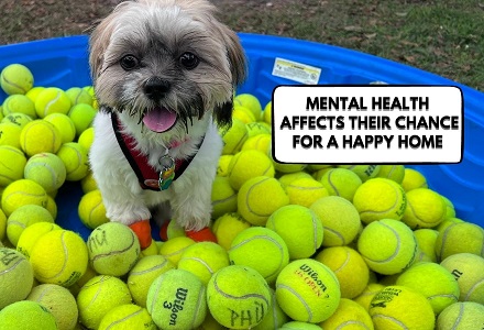 Enrichment Program Houston Humane Society