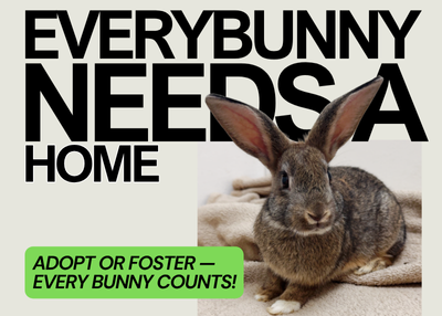 Houston Humane Society | "Everybunny Needs a Home" Adoption Special
