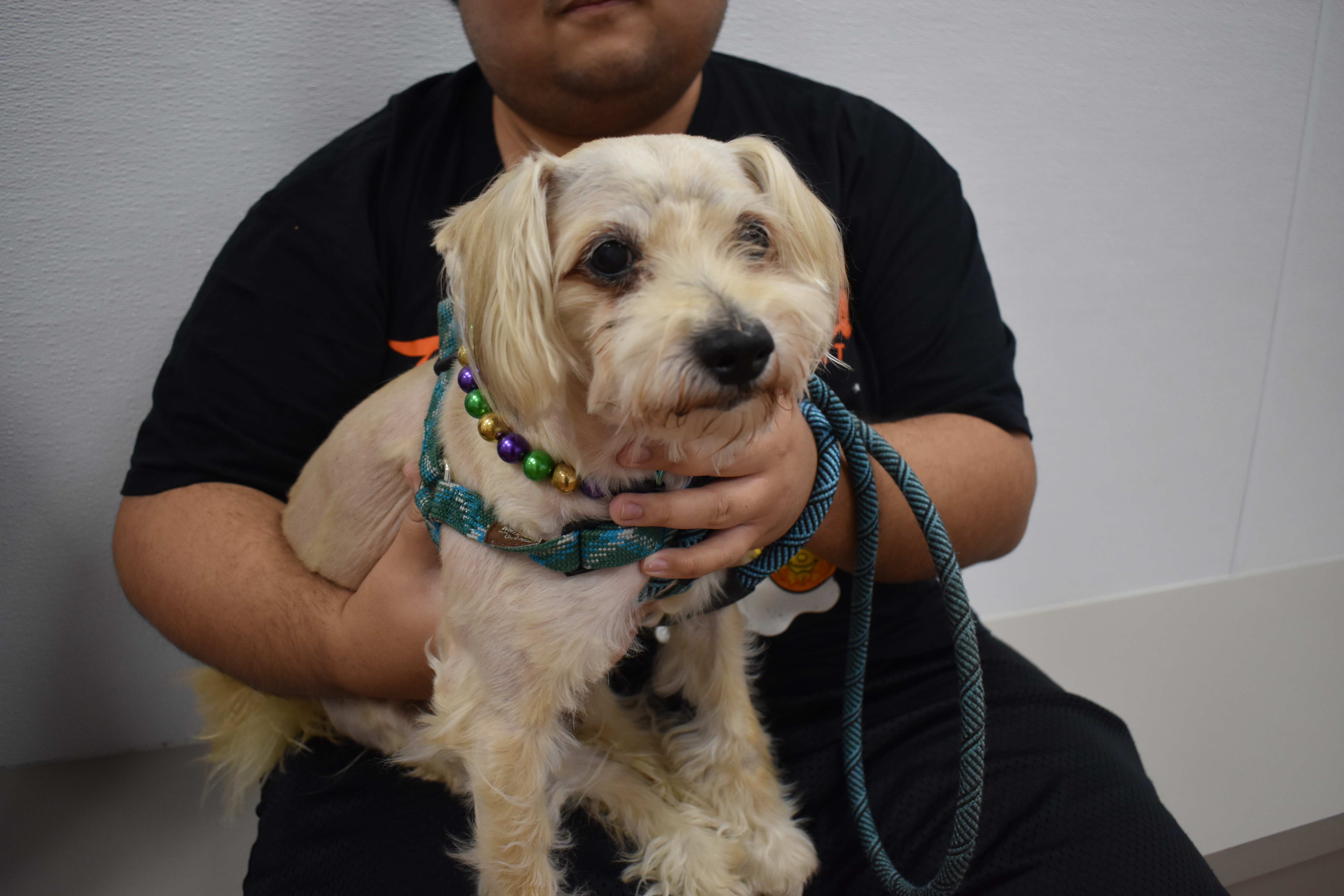 Man holding white miniature schnauzer