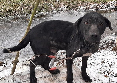 Houston Humane Society | Eight Dogs and Pigs Seized 