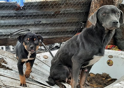 Houston Humane Society | UPDATE: Eight Dogs and Pigs 