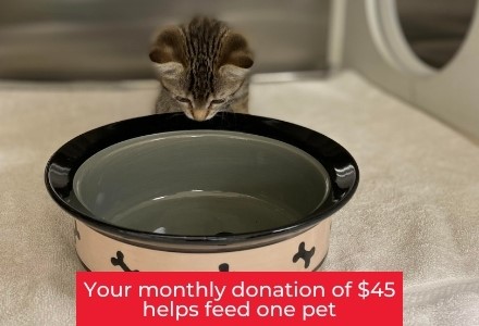 Feed our Shelter Pets Houston Humane Society