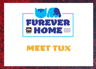 Houston Humane Society | Tux