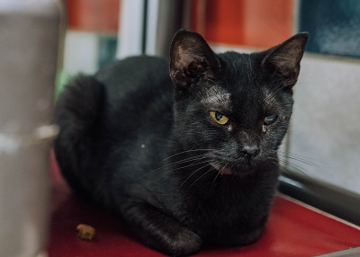 Houston Humane Society | Firecracker