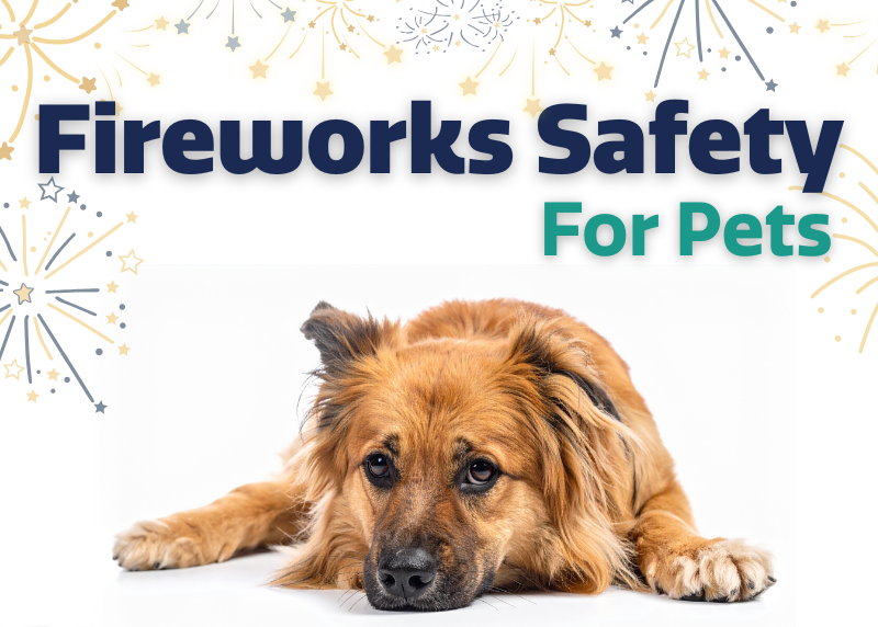 Houston Humane Society | New Year’s Eve Fireworks and Pets, Essential Safety Tips Every Pet Owner Should Know