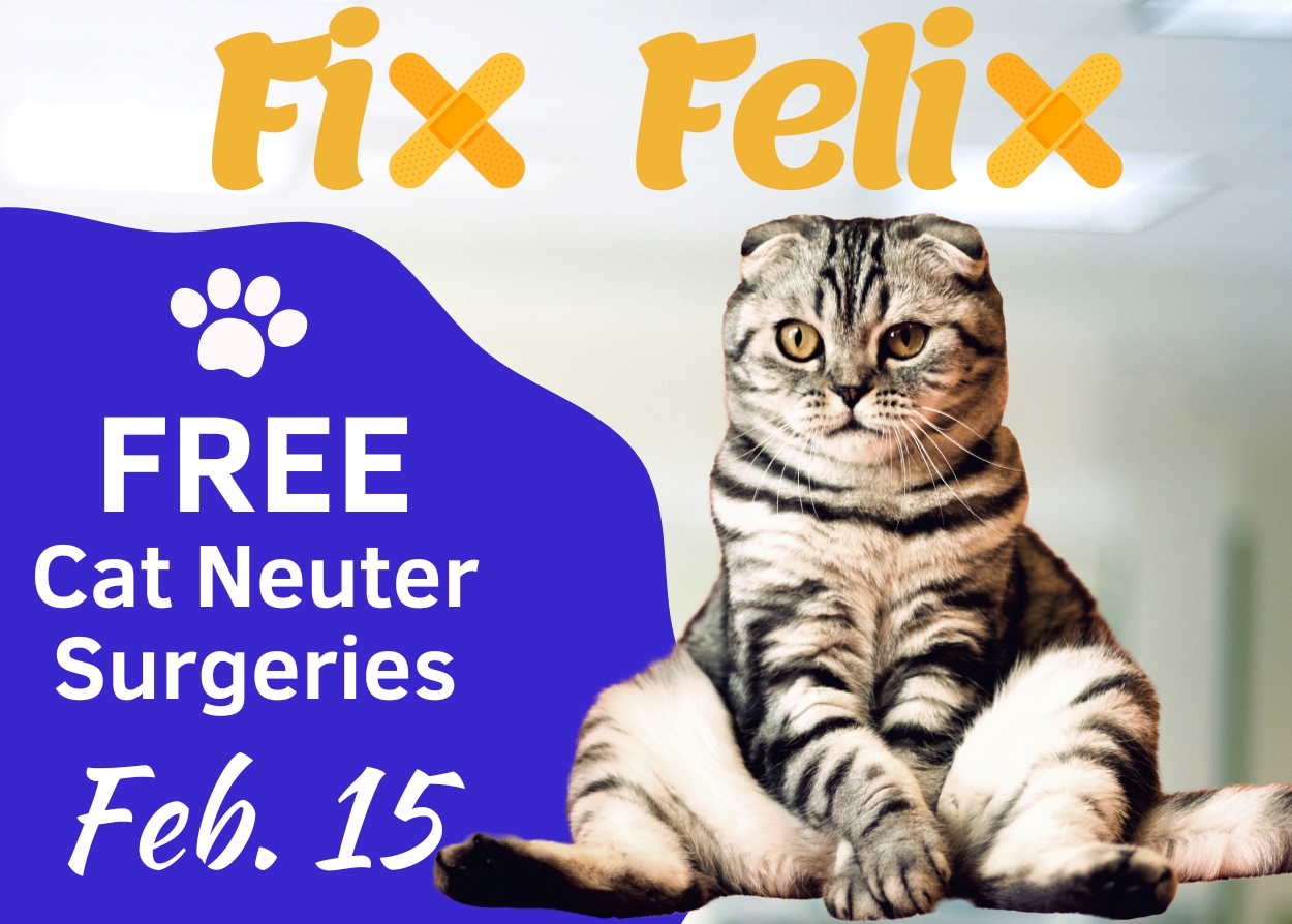 fix-felix-website-tile-1
