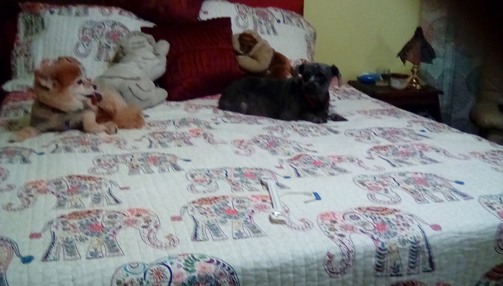 fluffy-and-chloe-one