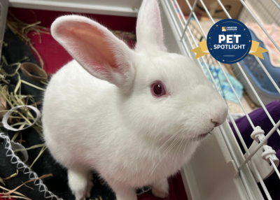 Houston Humane Society | Flurry