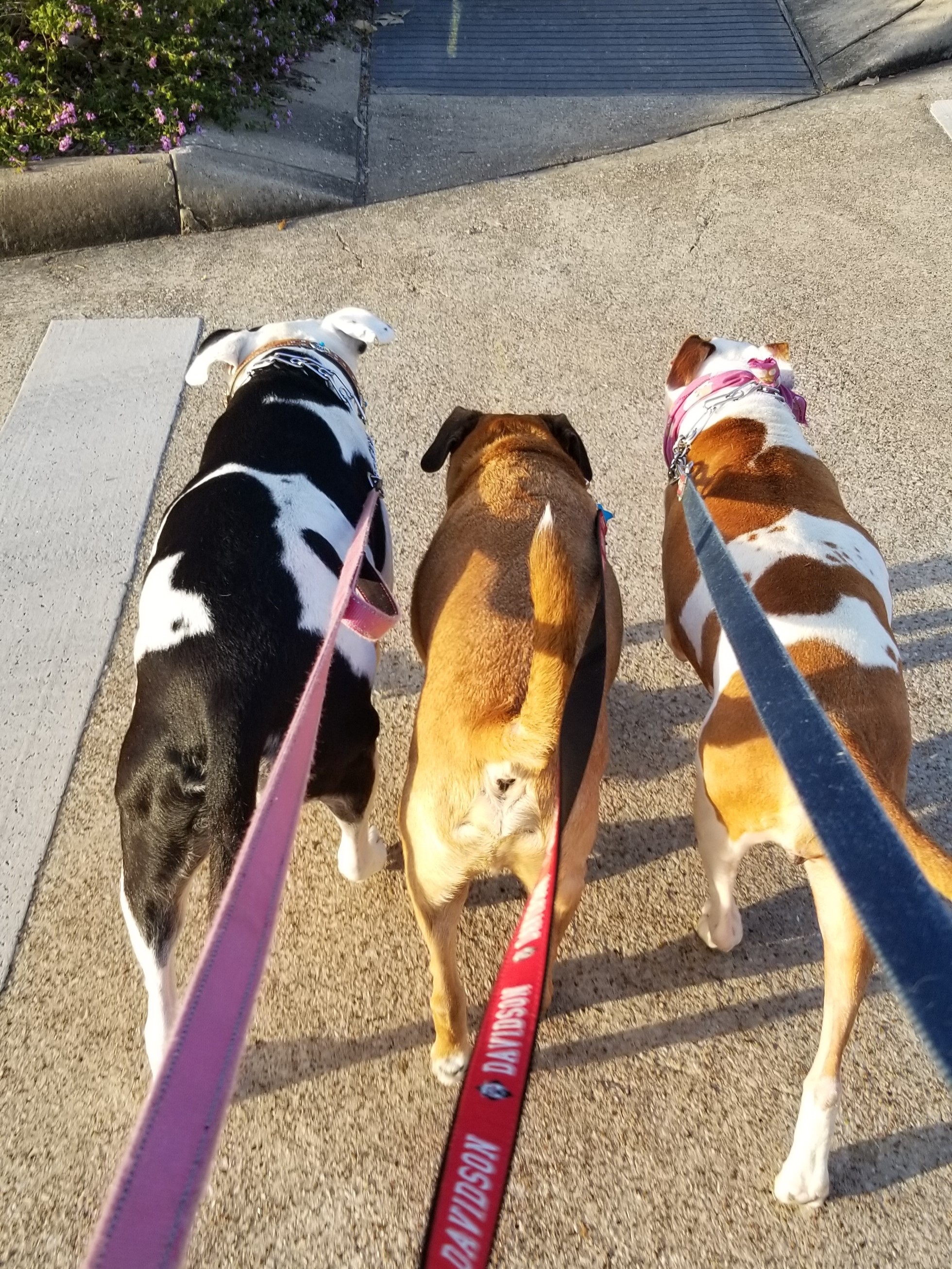 foster-dawn-bloomer-10