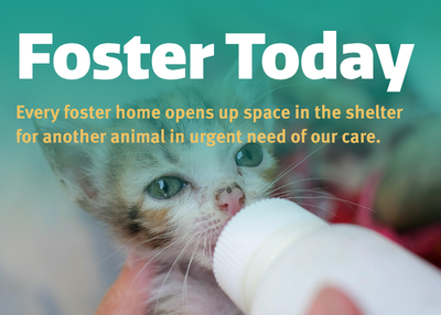 Houston Humane Society | National Foster a Pet Month