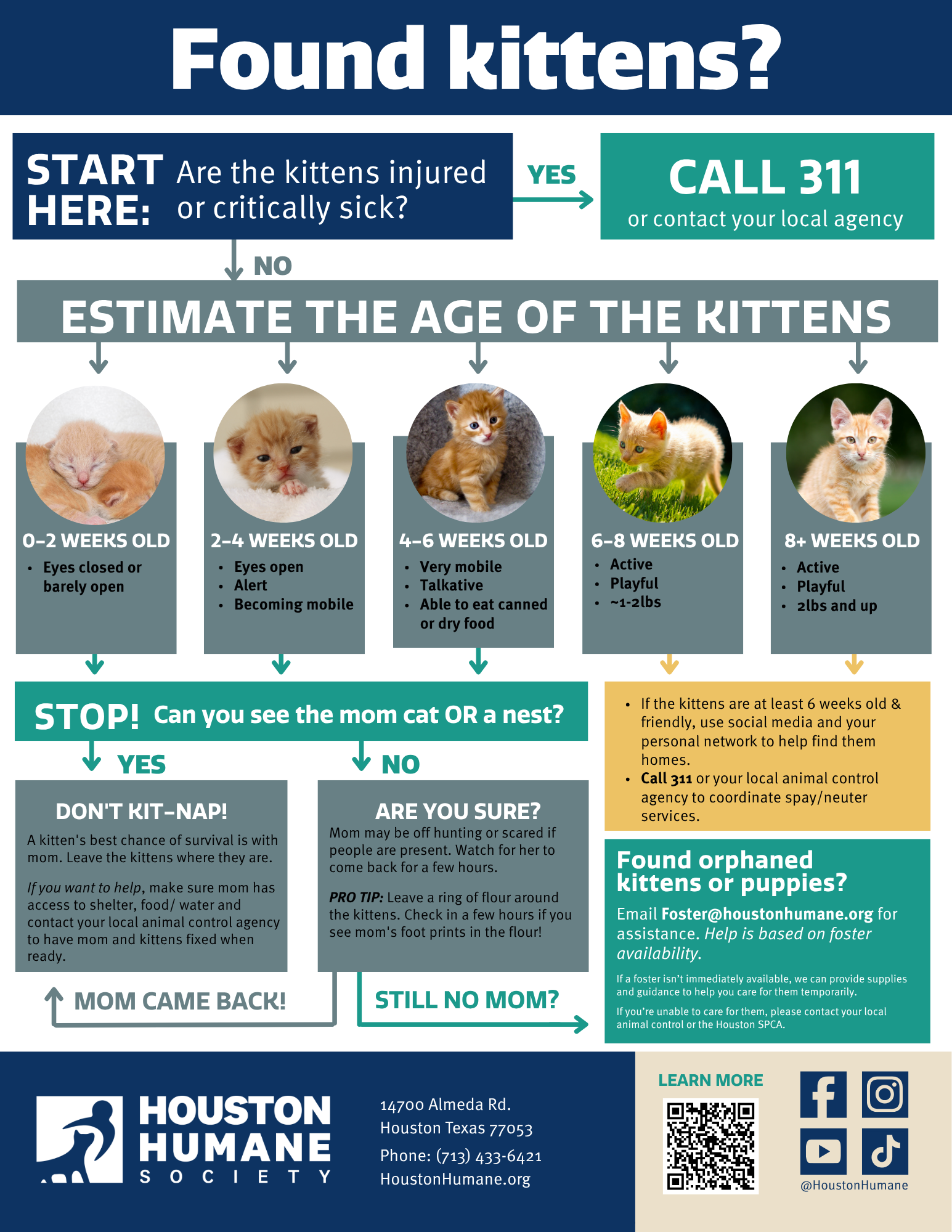 found-kittens-infographic