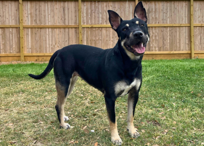 Houston Humane Society | Freya's Happy Tail 