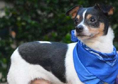 Houston Humane Society | Happy Tail Fritzy