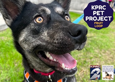Houston Humane Society | Fruit Loop
