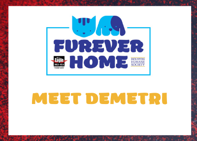 Houston Humane Society | Demetri