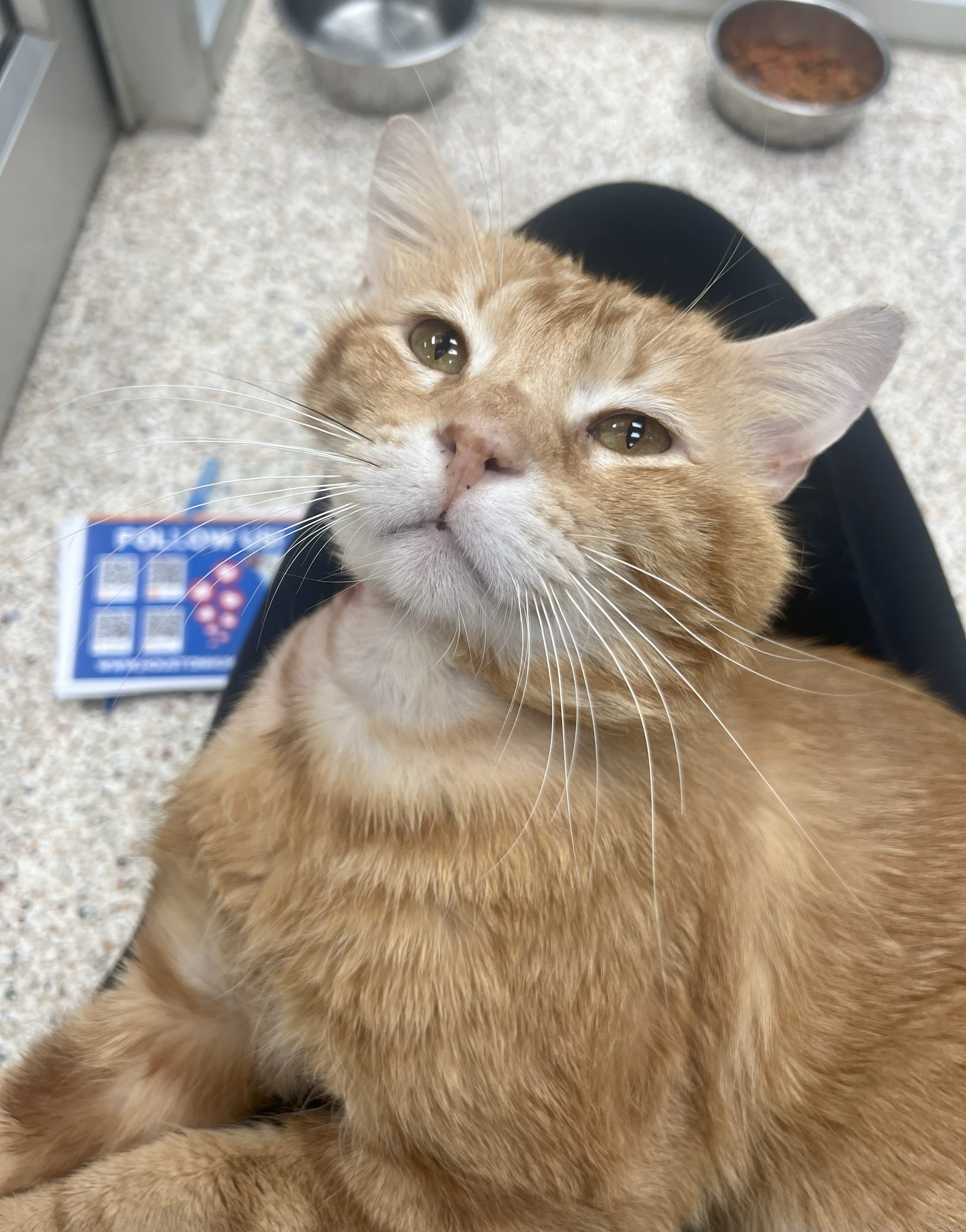 garfield-2