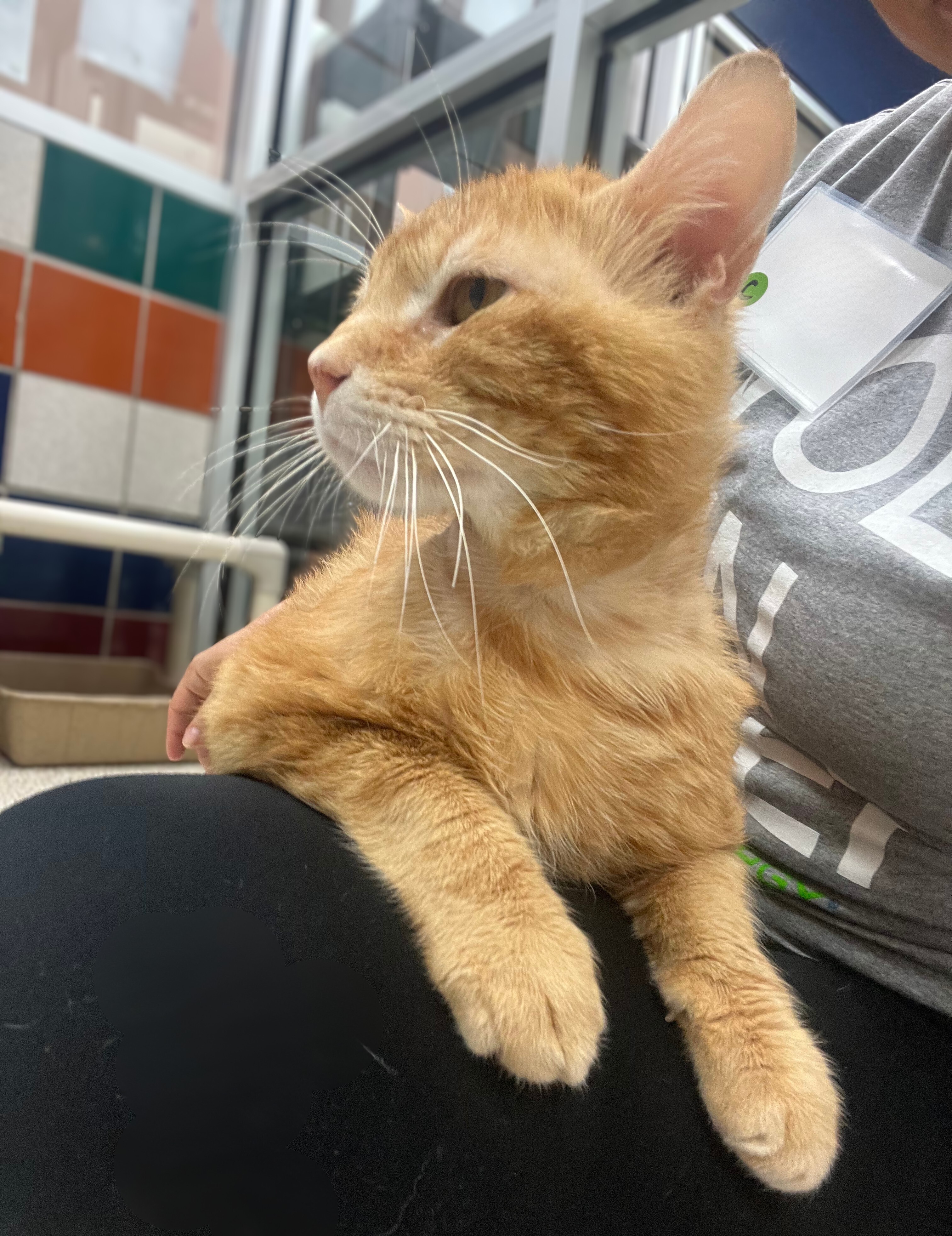 garfield-5