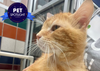 Houston Humane Society | Garfield
