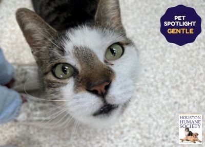 Houston Humane Society | Gentle