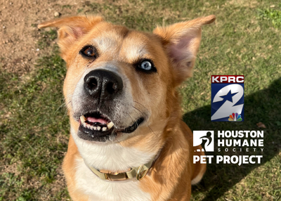 Houston Humane Society | Georgia