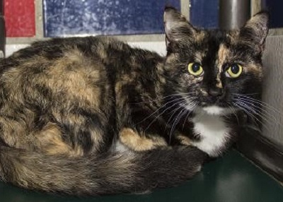 Houston Humane Society | Georgia
