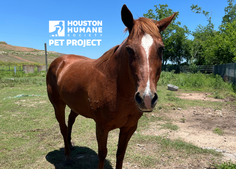 Houston Humane Society | Gigi