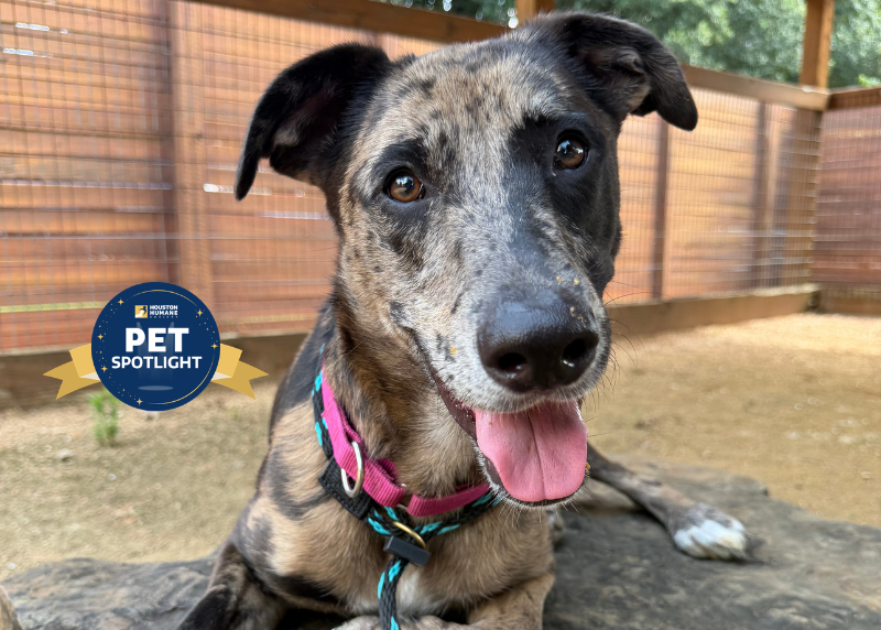 Houston Humane Society | Gigi