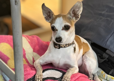 Houston Humane Society | Ginger's Happy Tail