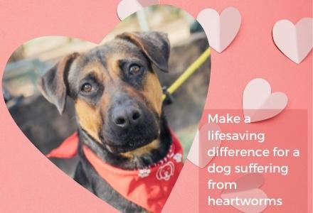 Have a Heart Treatment Fund Houston Humane Society