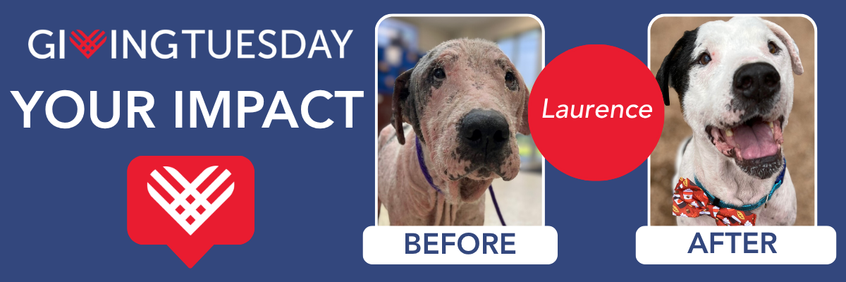 giving-tuesday-2025-impact-website-header-1