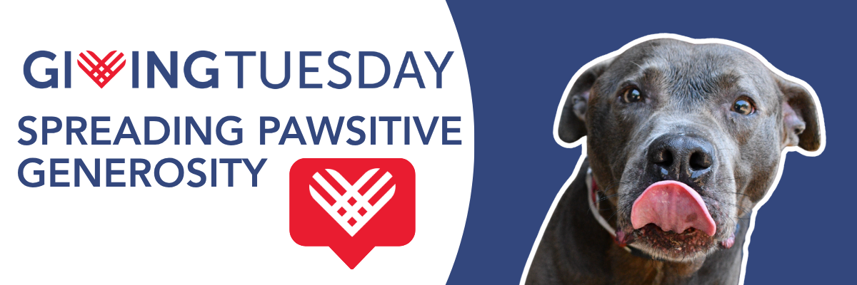 giving-tuesday-2025-website-header-dog