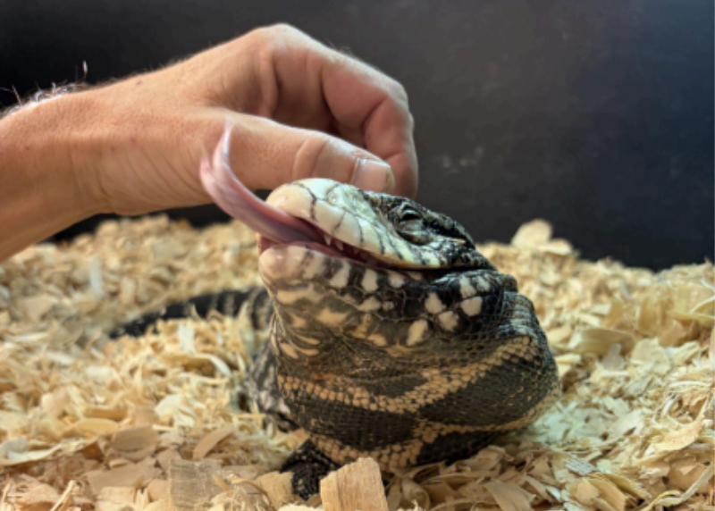 Houston Humane Society | The Godfather's Happy Tail